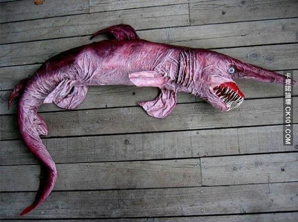 虽然獠牙吓人,但居住在深海里,人类想被攻击到也很难. 19.