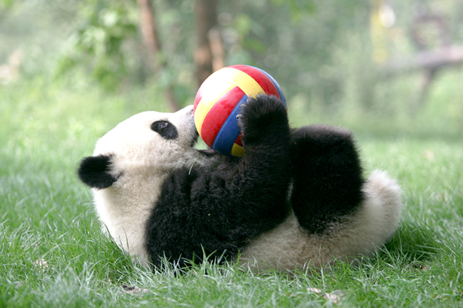 adaymag-panda-kindergarten-03