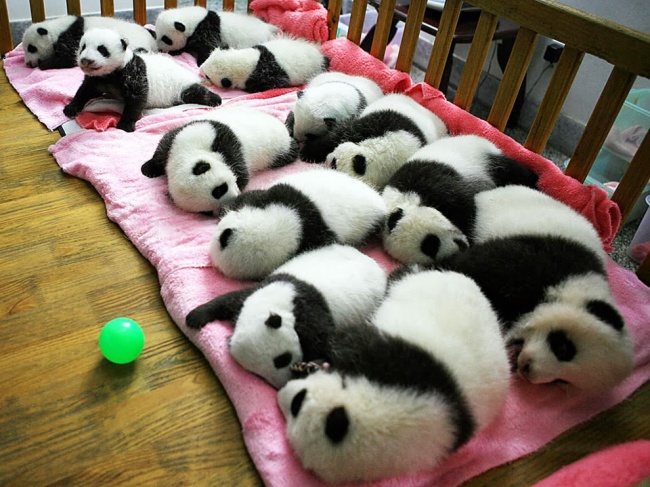 adaymag-panda-kindergarten-12