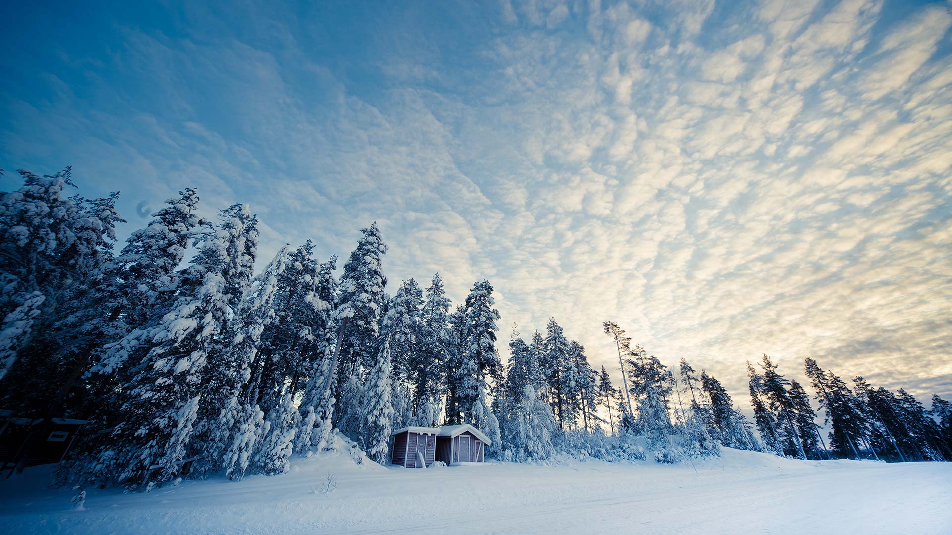 forest-swedish-lapland-winter