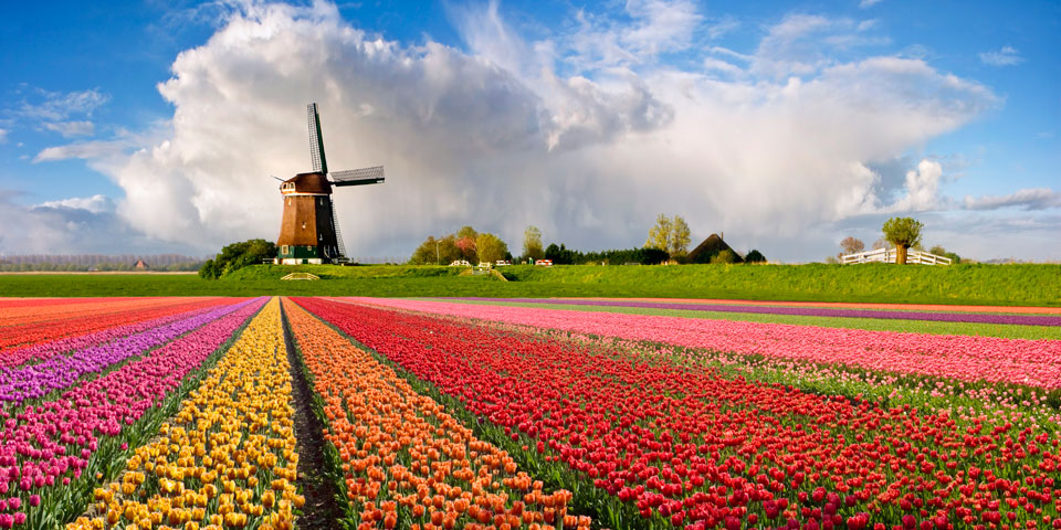 tulipswindmills