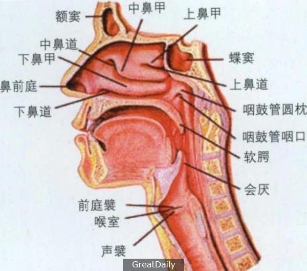 二十多年的過敏性鼻炎，頸椎病竟然是罪魁禍首！