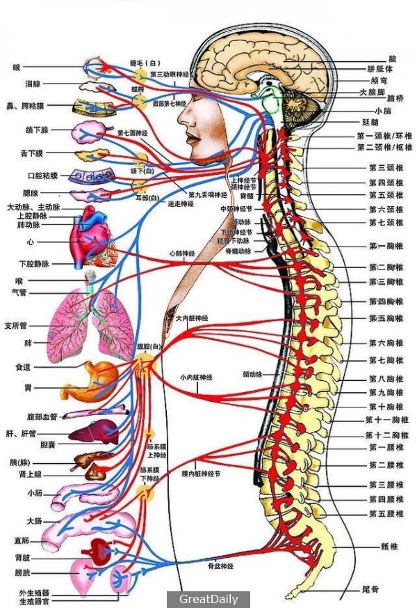 二十多年的過敏性鼻炎，頸椎病竟然是罪魁禍首！