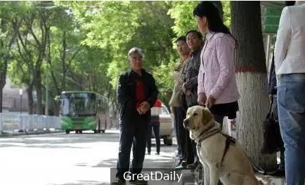 受傷了卻不喊不叫，這樣一隻導盲犬，你願意與它一起同行嗎？