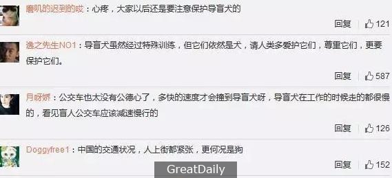 受傷了卻不喊不叫，這樣一隻導盲犬，你願意與它一起同行嗎？