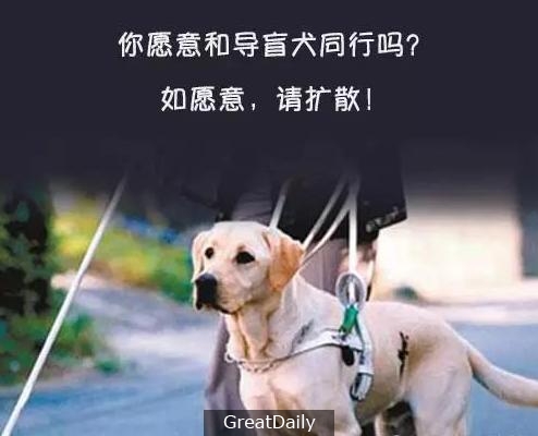 受傷了卻不喊不叫，這樣一隻導盲犬，你願意與它一起同行嗎？