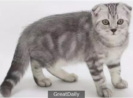世界上最貴的十種貓，你見過幾種？