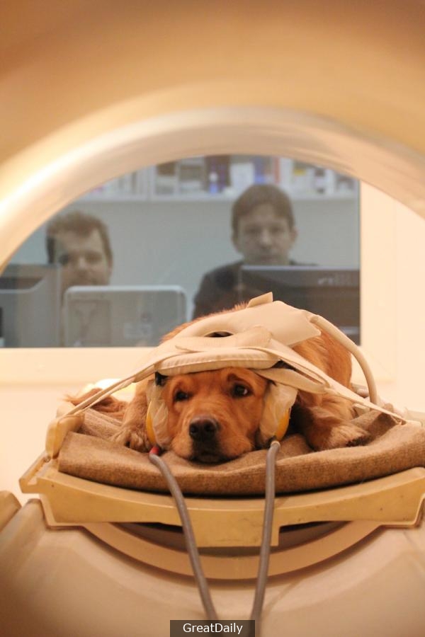 狗狗真的有那麼愛我們嗎？科學家掃描大腦揭開狗狗對人類的真正看法。