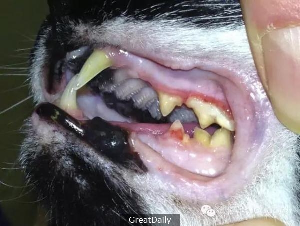 貓咪常見口腔疾病防治
