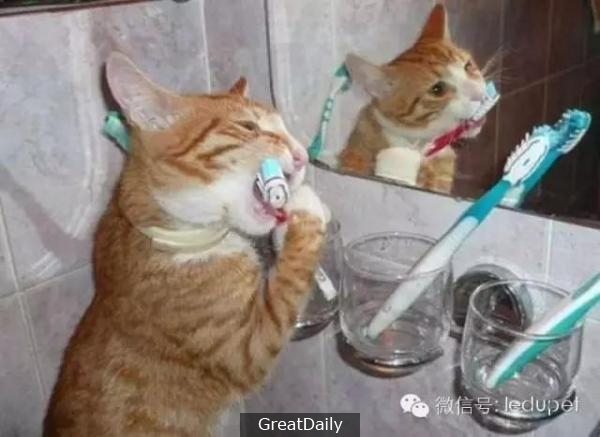 貓咪常見口腔疾病防治
